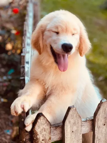 FILHOTE GOLDEN RETRIEVER 3 DOSES