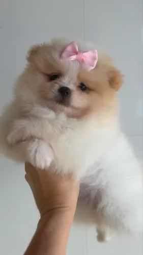 spitz alemão fêmea uma boneca