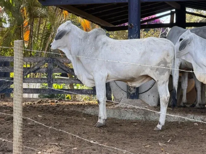 Tourinho Tabapuã