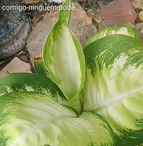 Jardim plantas comigo ninguém pode