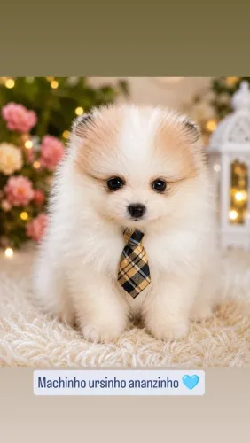 Lulu da Pomerânia de alto padrão ananzinho macho