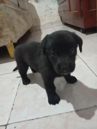 Cachorro labrador 
