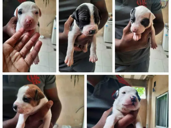 Doação pitbull