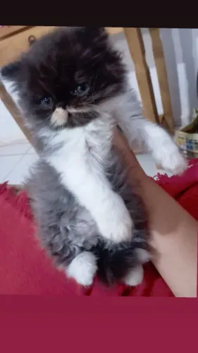 GATINHO PERSA MACHINHOS