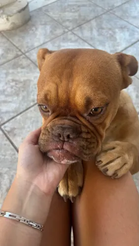 Fêmea Bulldog Campeiro pura