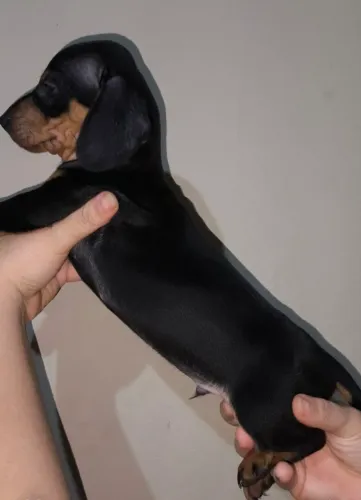 Cofapinho preto canela dashboard
