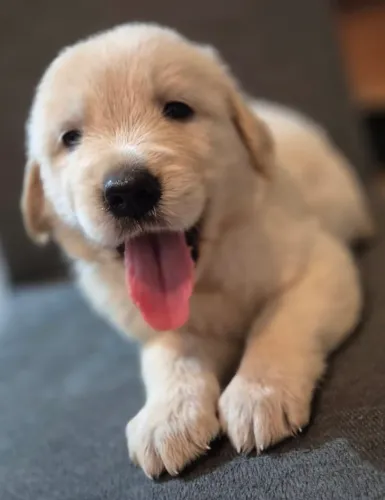 Filhote Golden Retriever