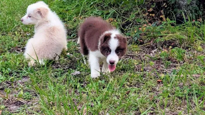 Filhotes de Border Collie | Um amor sem igual!