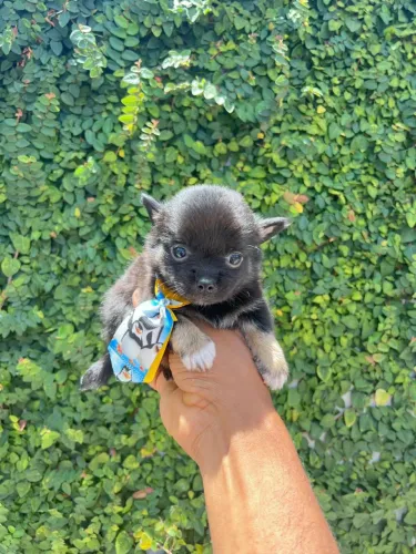 Chihuahua Black tan