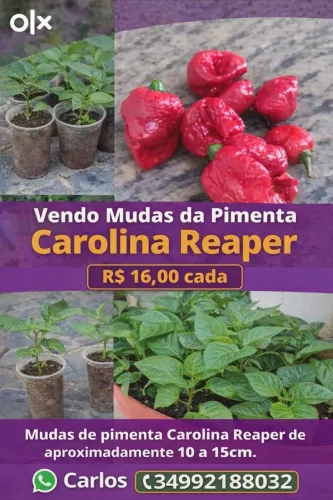Mudas de pimenta Carolina Reaper