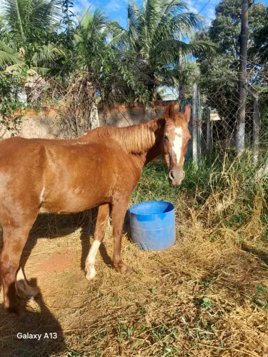 Cavalo barato 