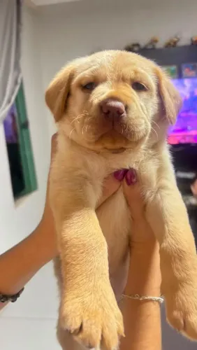 Filhote Labrador