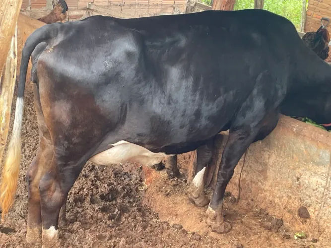 Novilha leiteira