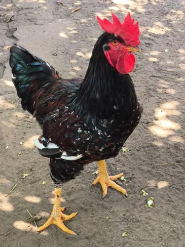 Galo gsb