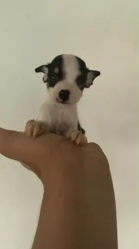 Pinscher zero Macho