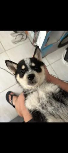 lindo husky macho