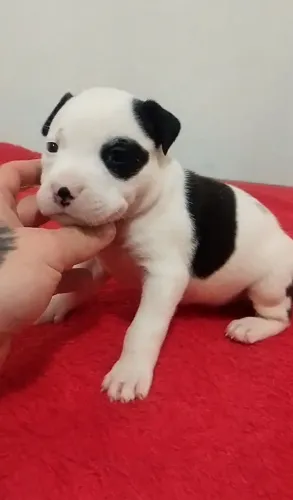 FILHOTES DE PITBULL - TENHO 3 AINDA DÍSPONIVEL