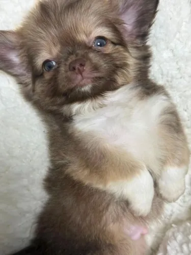 Chihuahua. Um machinho perfeito para chamar de seu!!!!
