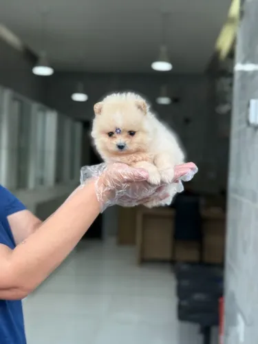 Spitz Alemão Macho Anão - Pedigree + Contrato + Vacina V10 Importada