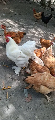 Vende-se Galinha Caipira Abatida