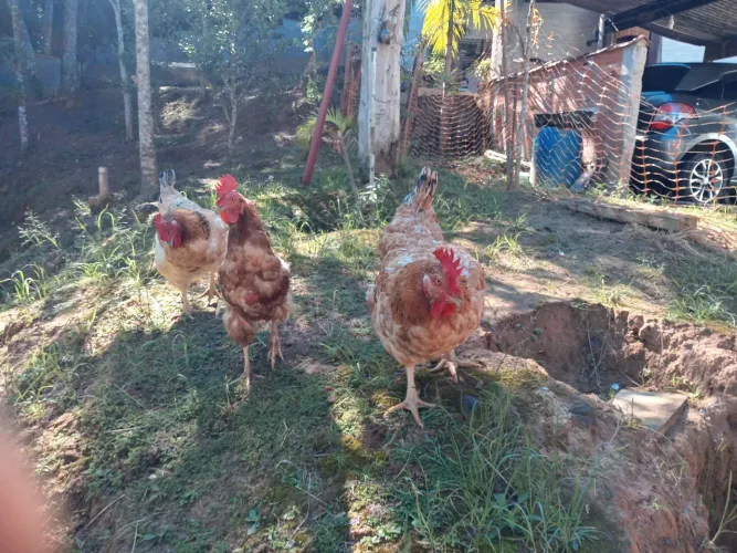 GALINHAS
