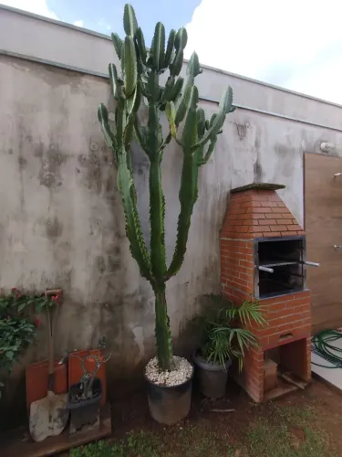 Cactus 
