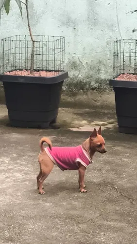 Pinscher 0