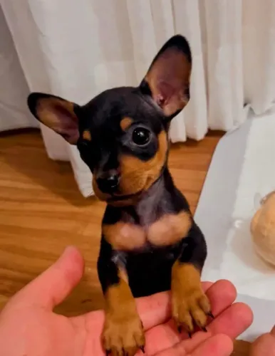Pinscher com 70 dias com todos preventivos