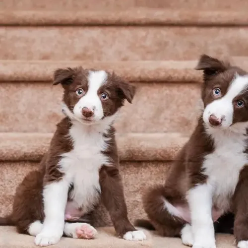 Border Collie Momentos simples que viram inesquecíveis