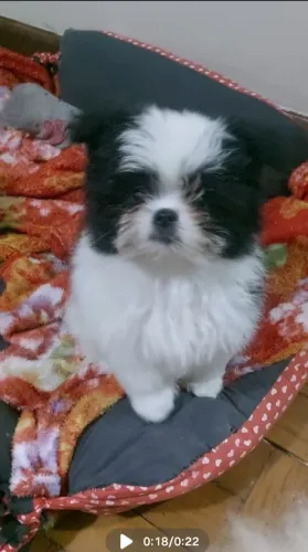Filhote de shih tzu macho