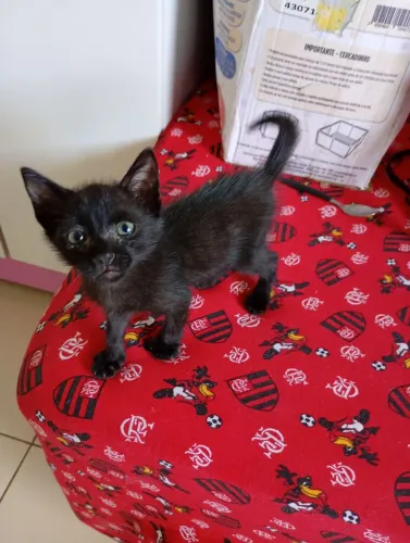 Doação de gato