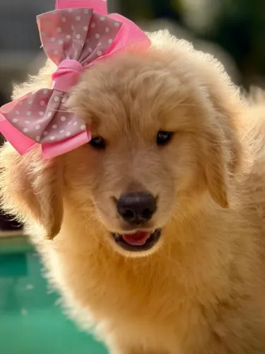 Goldens retrivier para Paraty