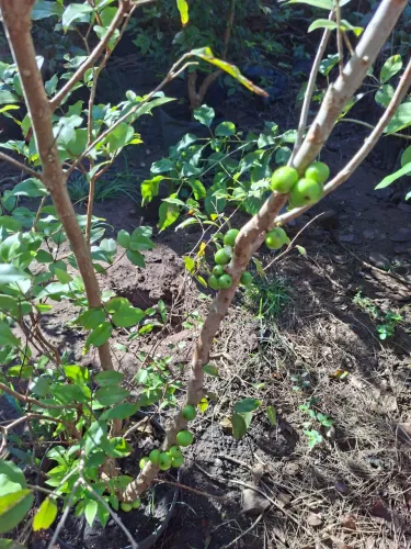 Jabuticaba híbrida olho de boi