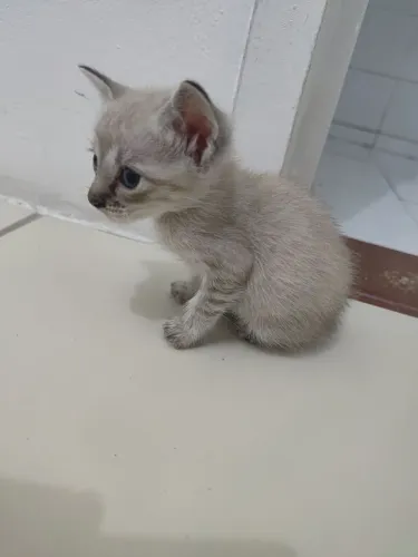 Gatinho para doação Macho