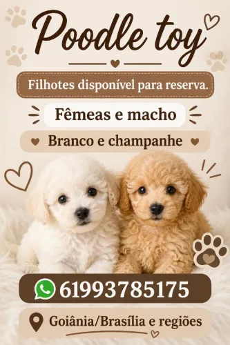 Poodle toy