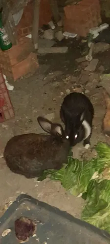 Coelhos