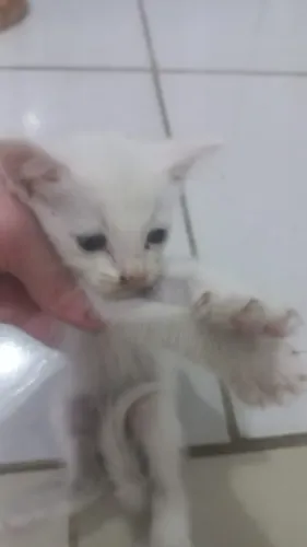 Gatinhos para adoção