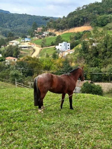 Cavalo de laço