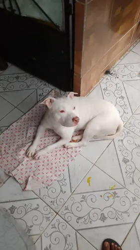Doação de fêmea de Pitbull
