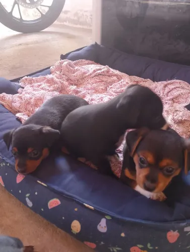 Pinscher tamanho 1 macho