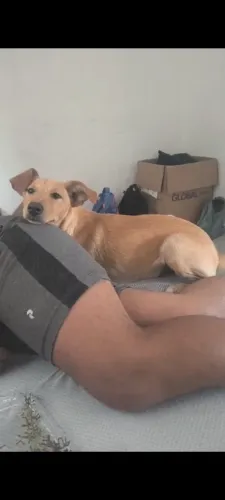 Cachorro 