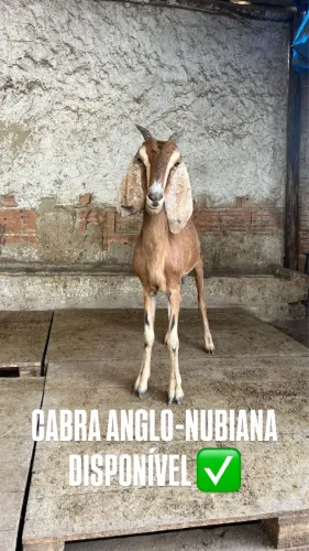 CABRA ANGLO-NUBIANA