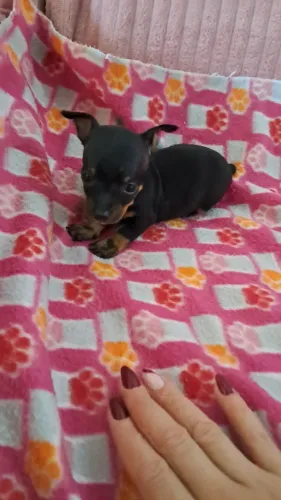 Pinscher macho 