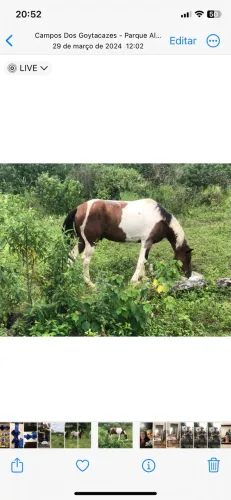 Cavalo Pampa de Castanho de Marcha Picada