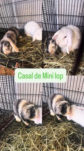 Casal coelho mini lop