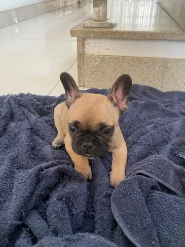 Filhotes de buldogue francês 