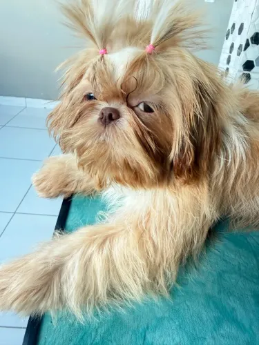 Animais