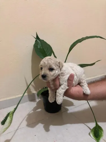 Filhote poodle 2