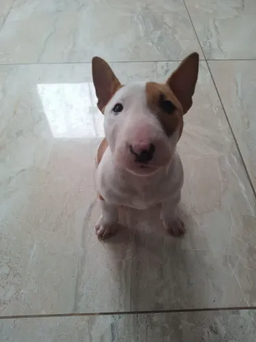 Mini Bull terrier fêmea pirata 2 meses 