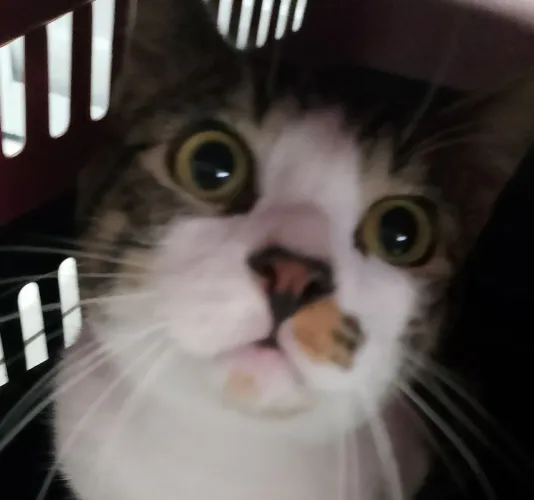 Doando gatinho 5 meses não é castrado muito dócil 